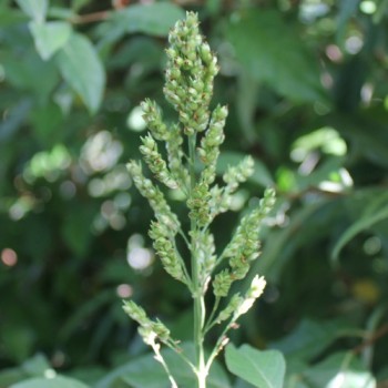 Silberhirse (Samen)