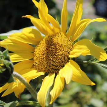 Sonnenblume Black Seeded (Samen)