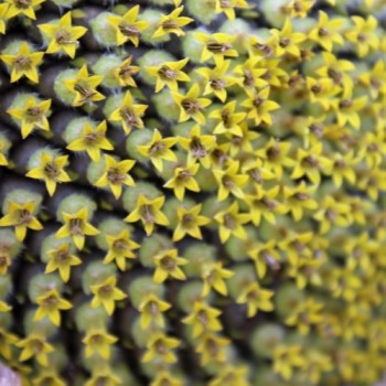 Sonnenblume Black Seeded (Samen)