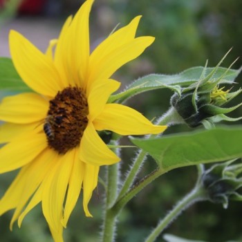 Sonnenblume Black Seeded (Samen)
