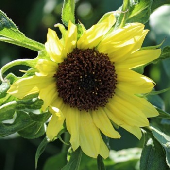 Sonnenblume Moonshine (Samen)