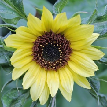 Sonnenblume Moonshine (Samen)