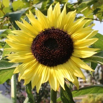 Sonnenblume Moonshine (Samen)