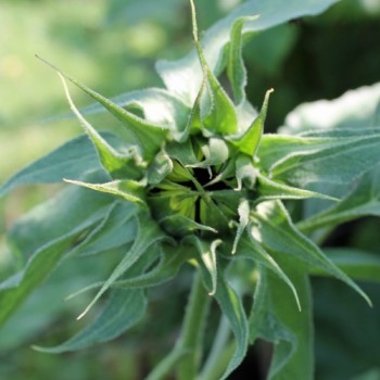 Sonnenblume Moonshine (Samen)