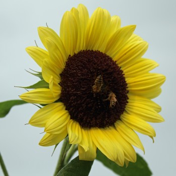 Sonnenblume Moonshine (Samen)