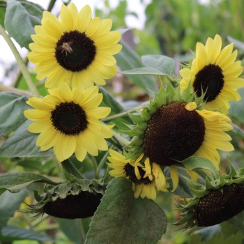 Sonnenblume Moonshine (Samen)