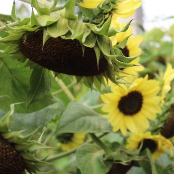 Sonnenblume Moonshine (Samen)