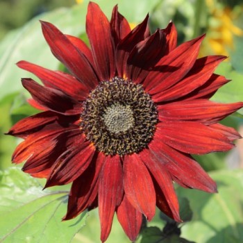 Sonnenblume Red Sun (Samen)