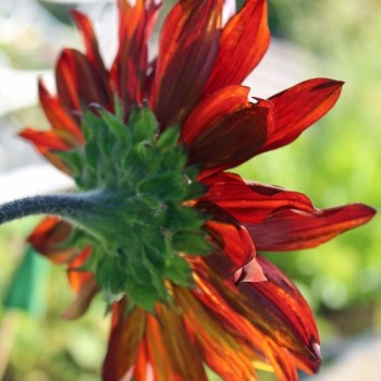Sonnenblume Red Sun (Samen)