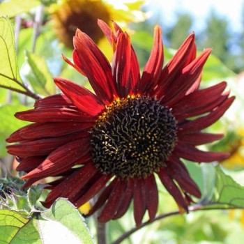 Sonnenblume Red Sun (Samen)