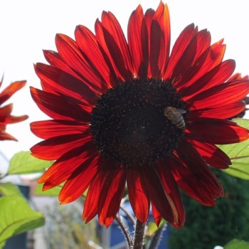 Sonnenblume Red Sun (Samen)