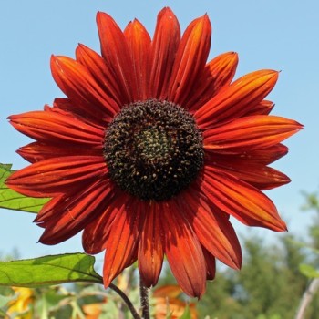 Sonnenblume Red Sun (Samen)