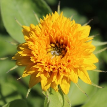 Sonnenblume Teddy Bear (Samen)