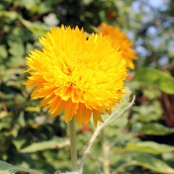 Sonnenblume Teddy Bear (Samen)