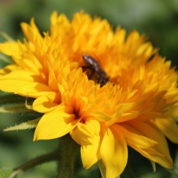 Sonnenblume Teddy Bear (Samen)