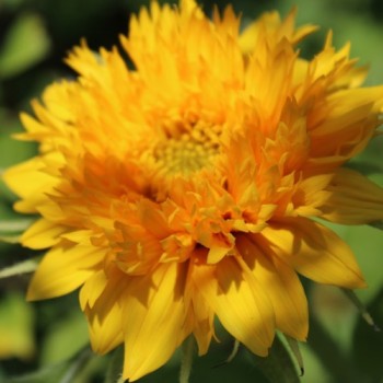 Sonnenblume Teddy Bear (Samen)