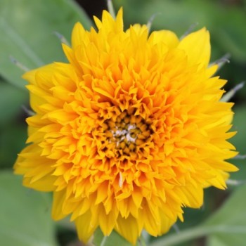 Sonnenblume Teddy Bear (Samen)