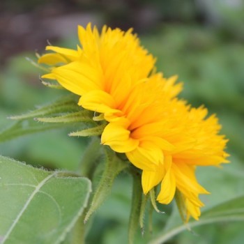 Sonnenblume Teddy Bear (Samen)