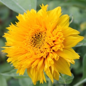 Sonnenblume Teddy Bear (Samen)