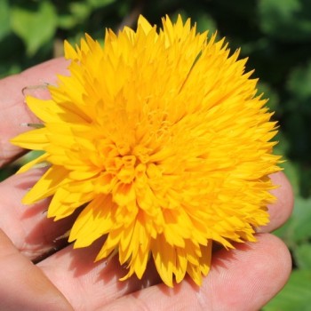 Sonnenblume Teddy Bear (Samen)