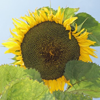 Sonnenblume Yellow Giant (Samen)