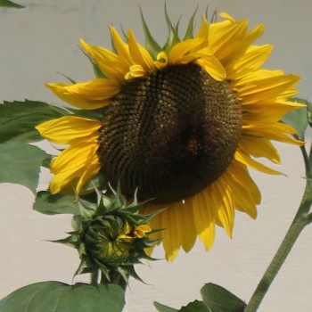 Sonnenblume Yellow Giant (Samen)