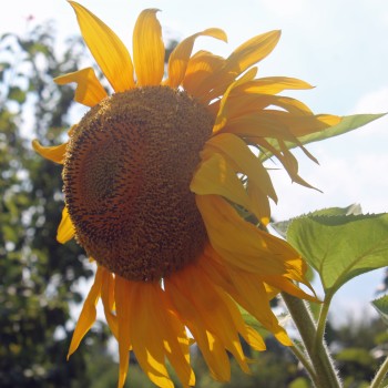 Sonnenblume Yellow Giant (Samen)