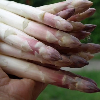 Spargel Argenteuil (Samen)
