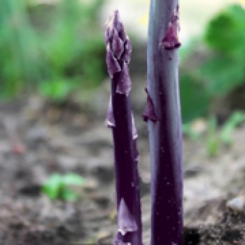 Spargel Jacquma Poupré (Pflanze)