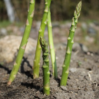 Spargel Mary Washington (Samen)