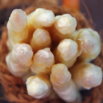 Spargel Ruhm von Braunschweig (Pflanze)