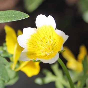 Spiegeleiblume (Samen)