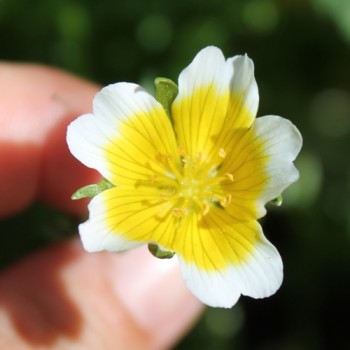 Spiegeleiblume (Samen)
