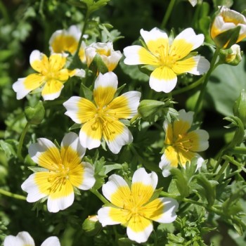 Spiegeleiblume (Samen)