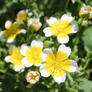 Spiegeleiblume (Samen)