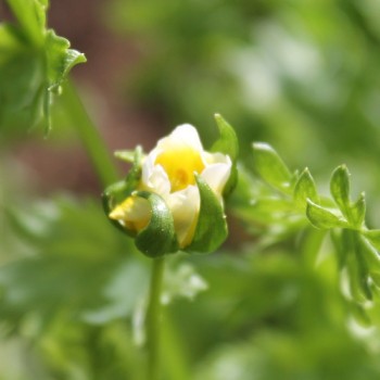 Spiegeleiblume (Samen)