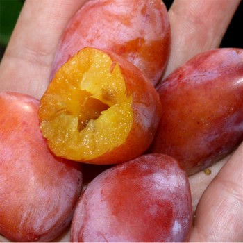 Spilling rot-gelb (Pflanze)