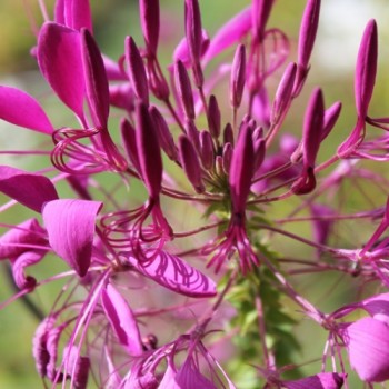 Spinnenblume Cherry Queen (Samen)