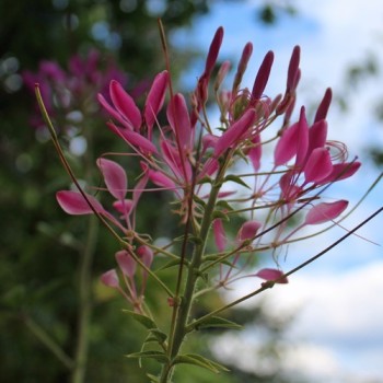 Spinnenblume Cherry Queen (Samen)