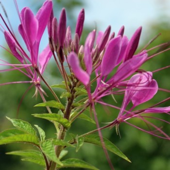 Spinnenblume Cherry Queen (Samen)
