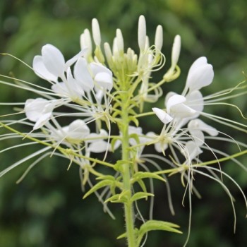 Spinnenblume White Queen (Samen)