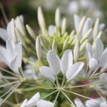 Spinnenblume White Queen (Samen)