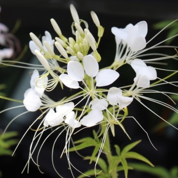 Spinnenblume White Queen (Samen)
