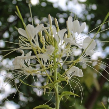 Spinnenblume White Queen (Samen)