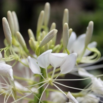 Spinnenblume White Queen (Samen)