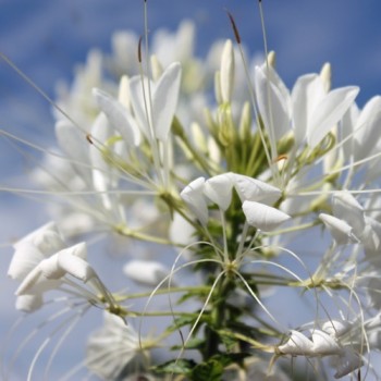 Spinnenblume White Queen (Samen)