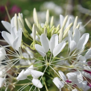 Spinnenblume White Queen (Samen)