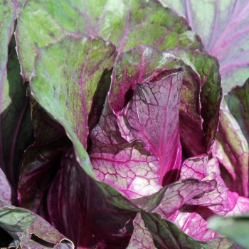 Spitzkohl Kalibos (Samen)