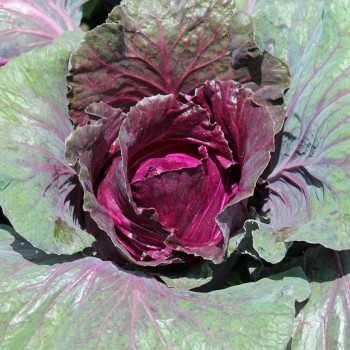 Spitzkohl Kalibos (Samen)