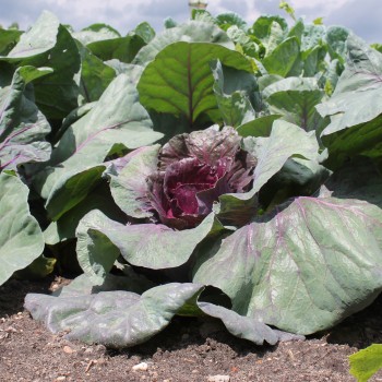 Spitzkohl Kalibos (Samen)